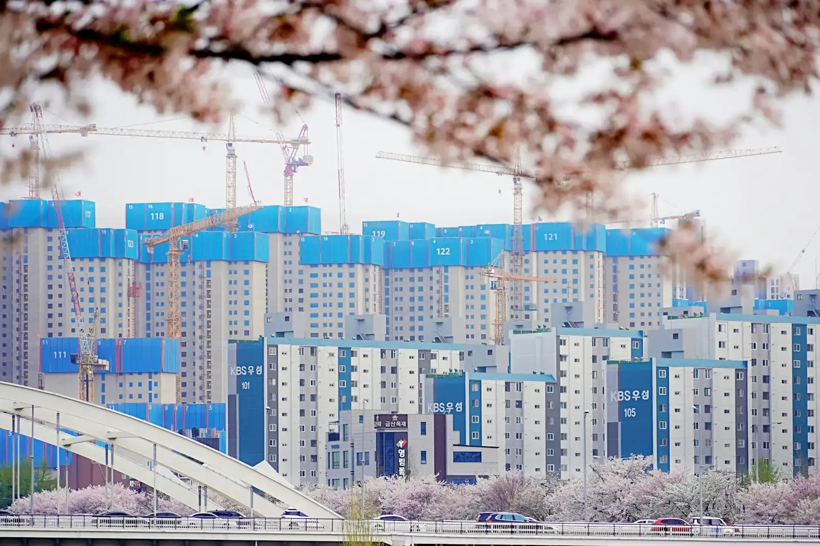 벚꽃 너머로 보이는 새 아파트 단지